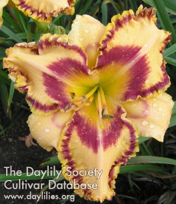Daylily Double-edged Sword